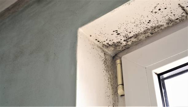 Best Mold Damage Restoration  in Mount Sterling, KY