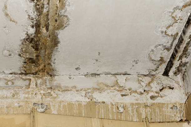 Best Mold Odor Removal Services  in Mount Sterling, KY