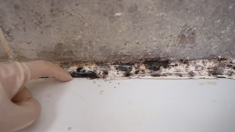 Best Residential Mold Inspection & Testing  in Mount Sterling, KY